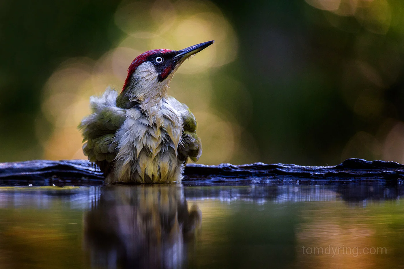 Green woodpecker