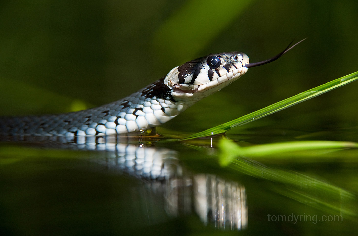 Grass snake