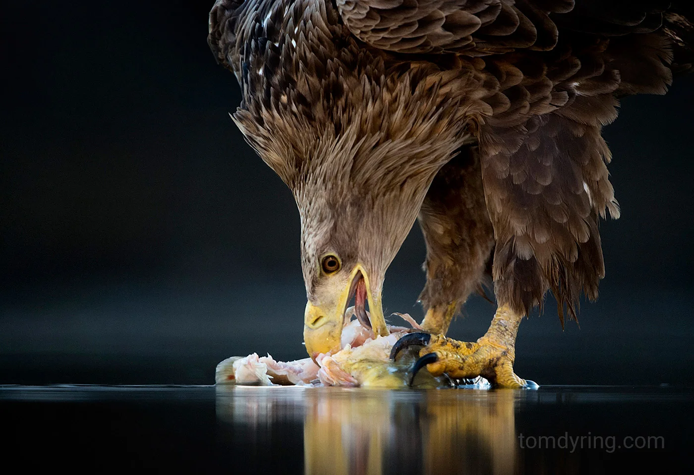 White tailed eagle