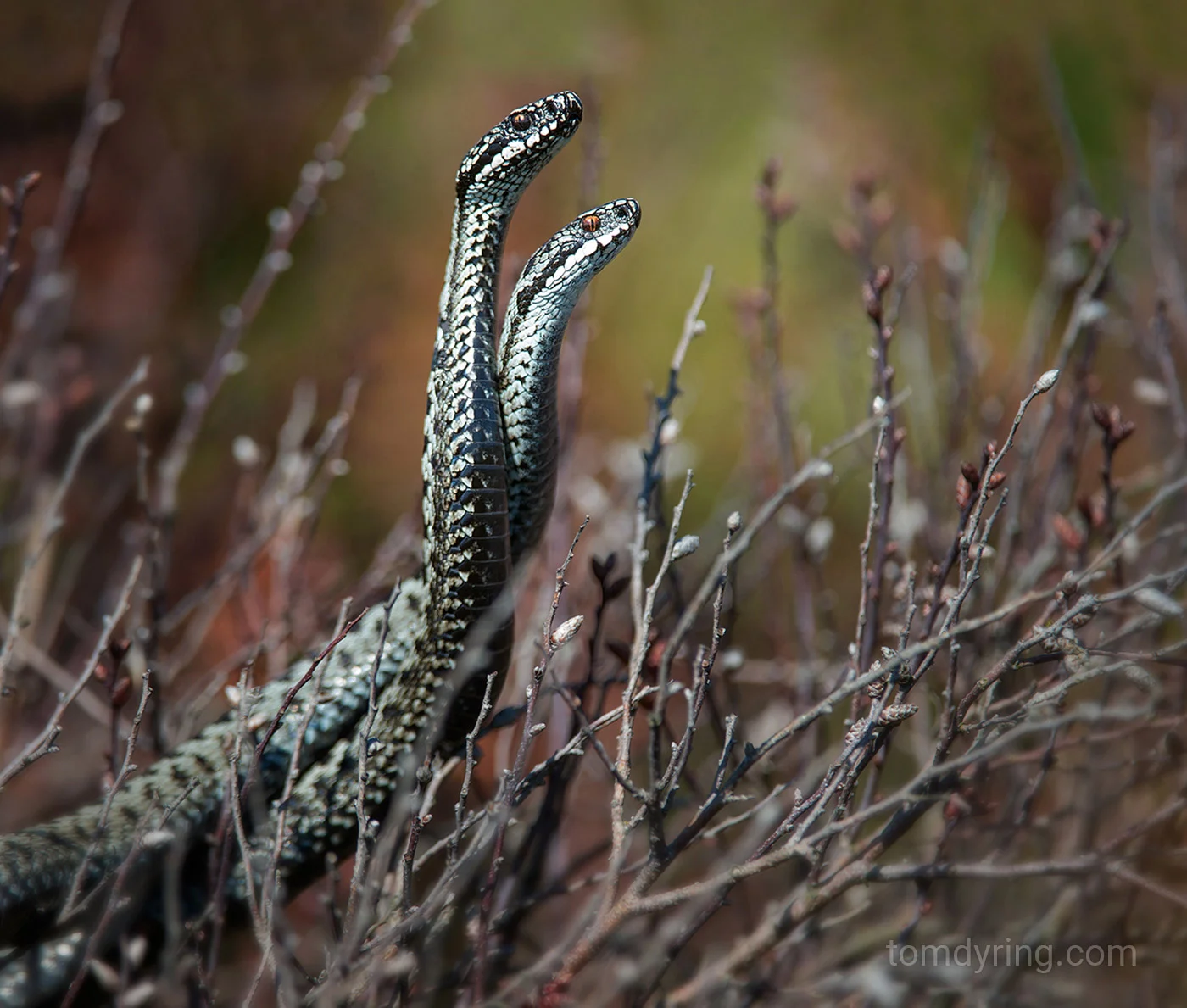 Adders