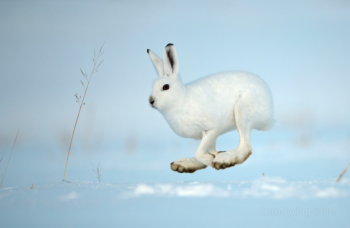 Mountain hare