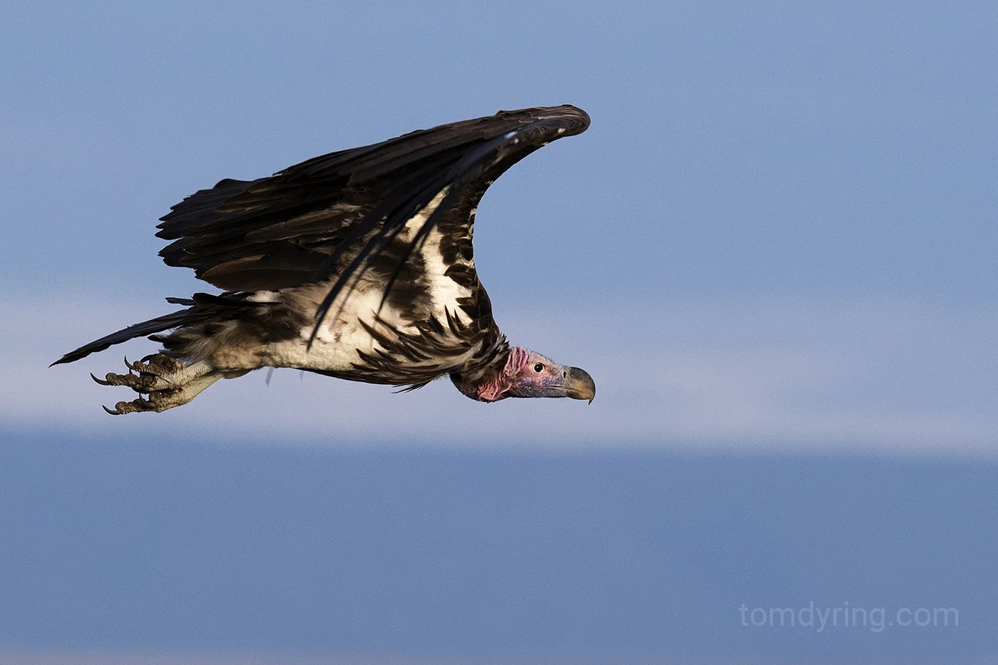Lapped faced vulture