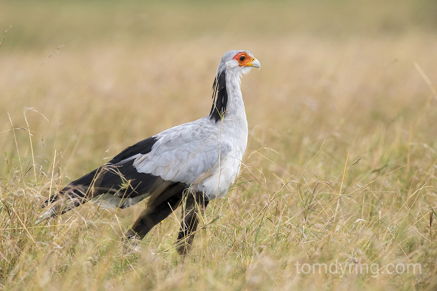 Secretary bird