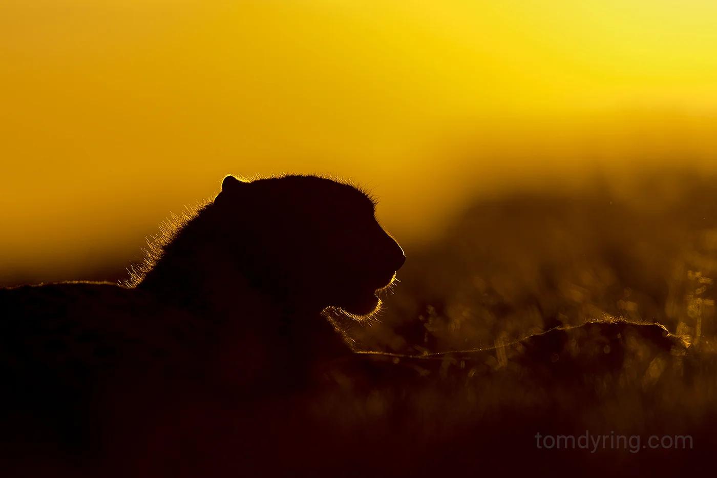 Cheetah