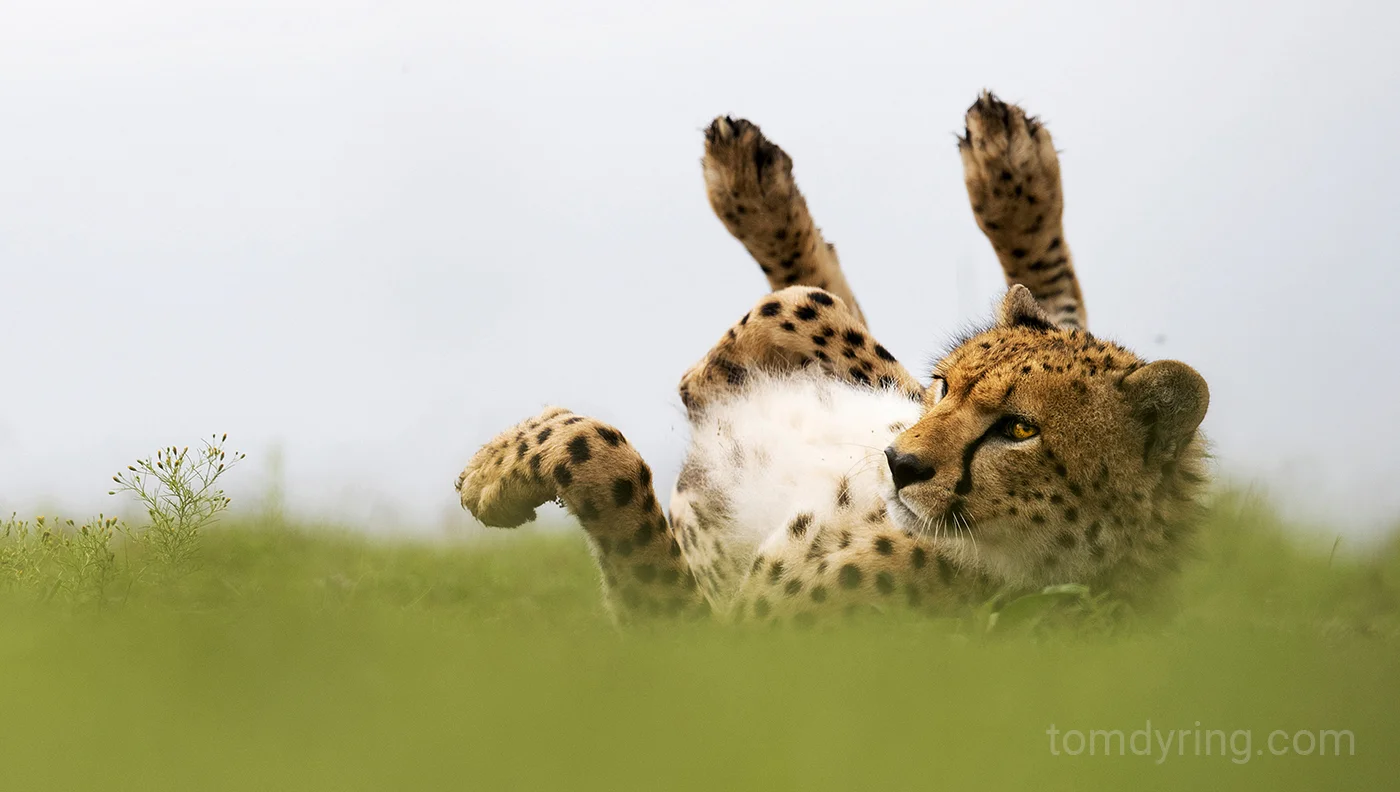Cheetah