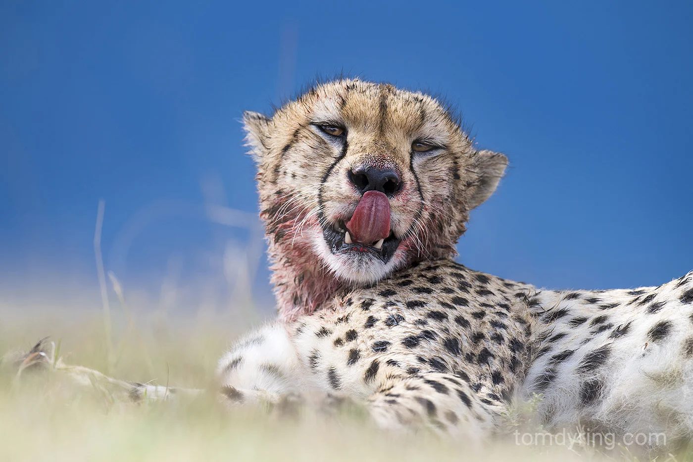Cheetah