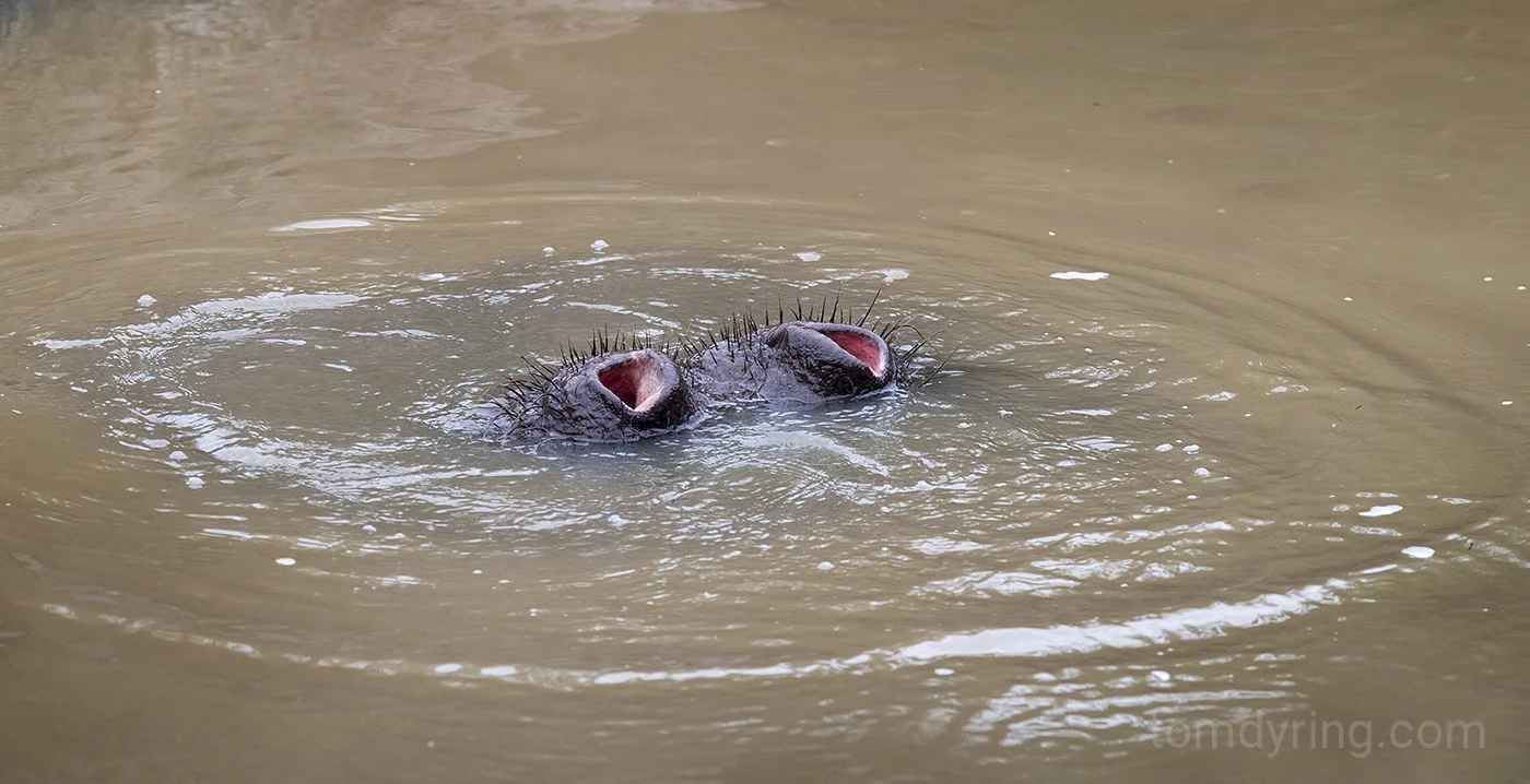 Hippo