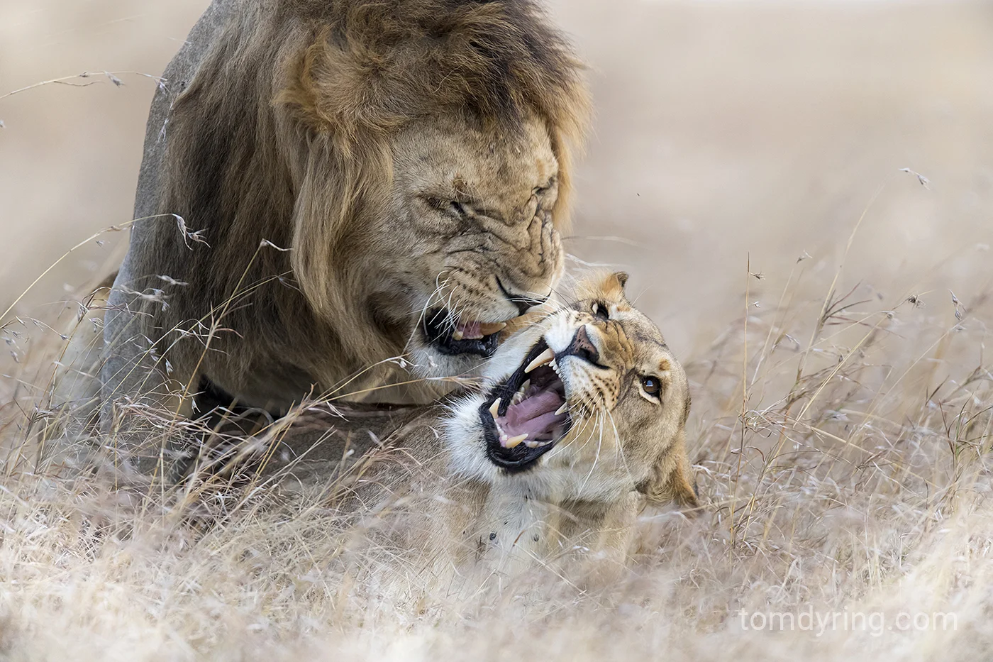 Lion