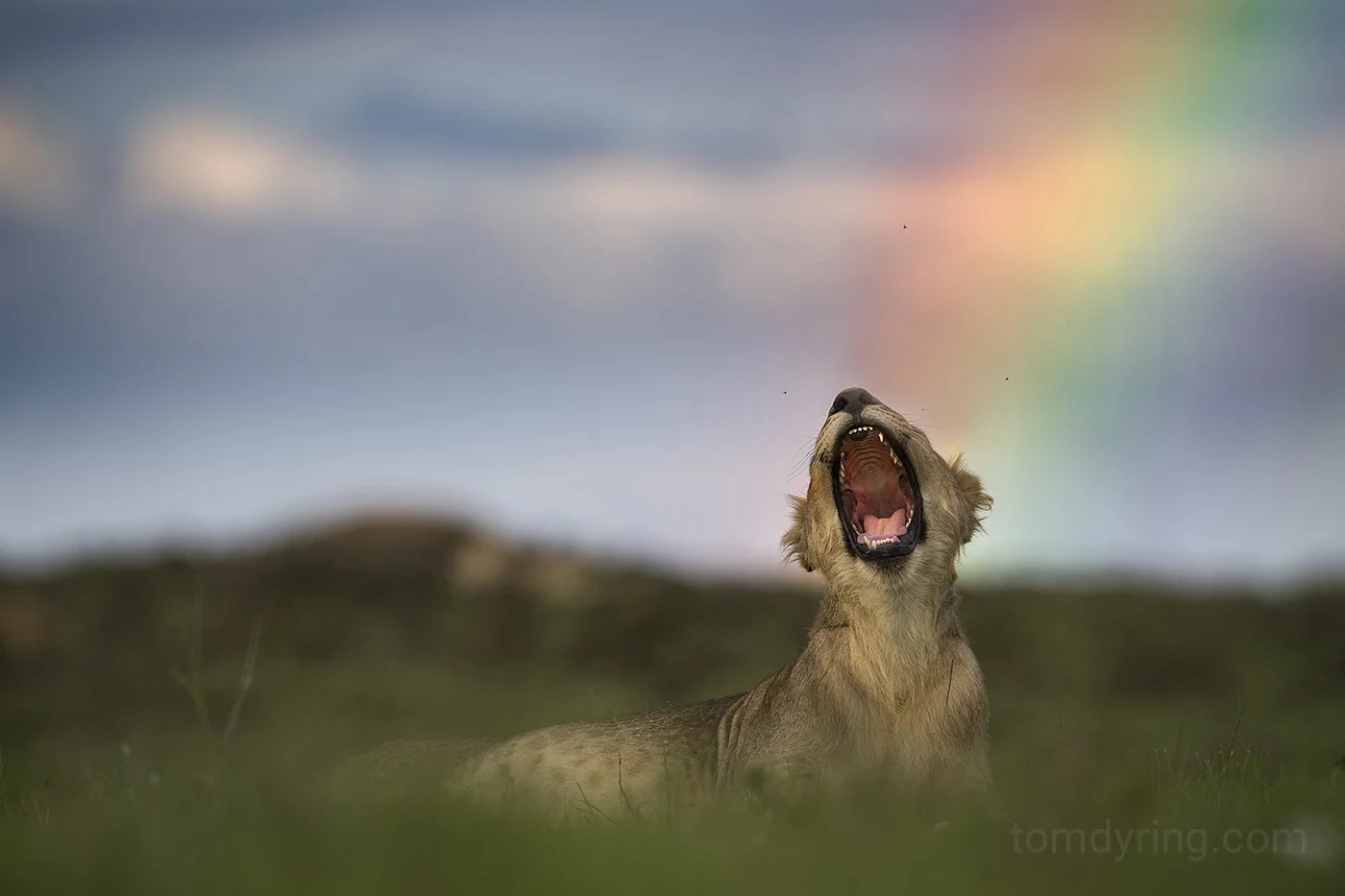 Lion