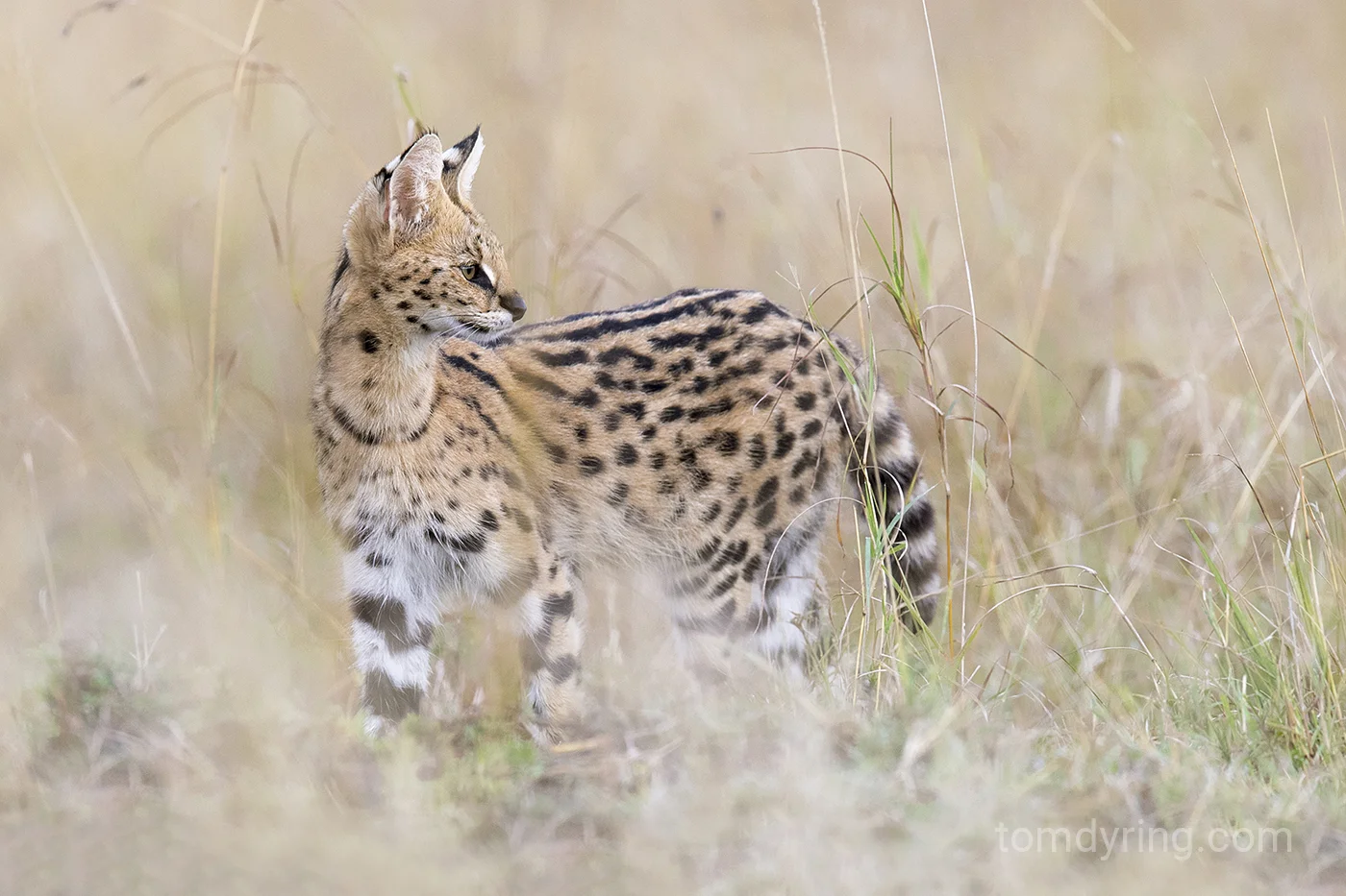 Serval cat