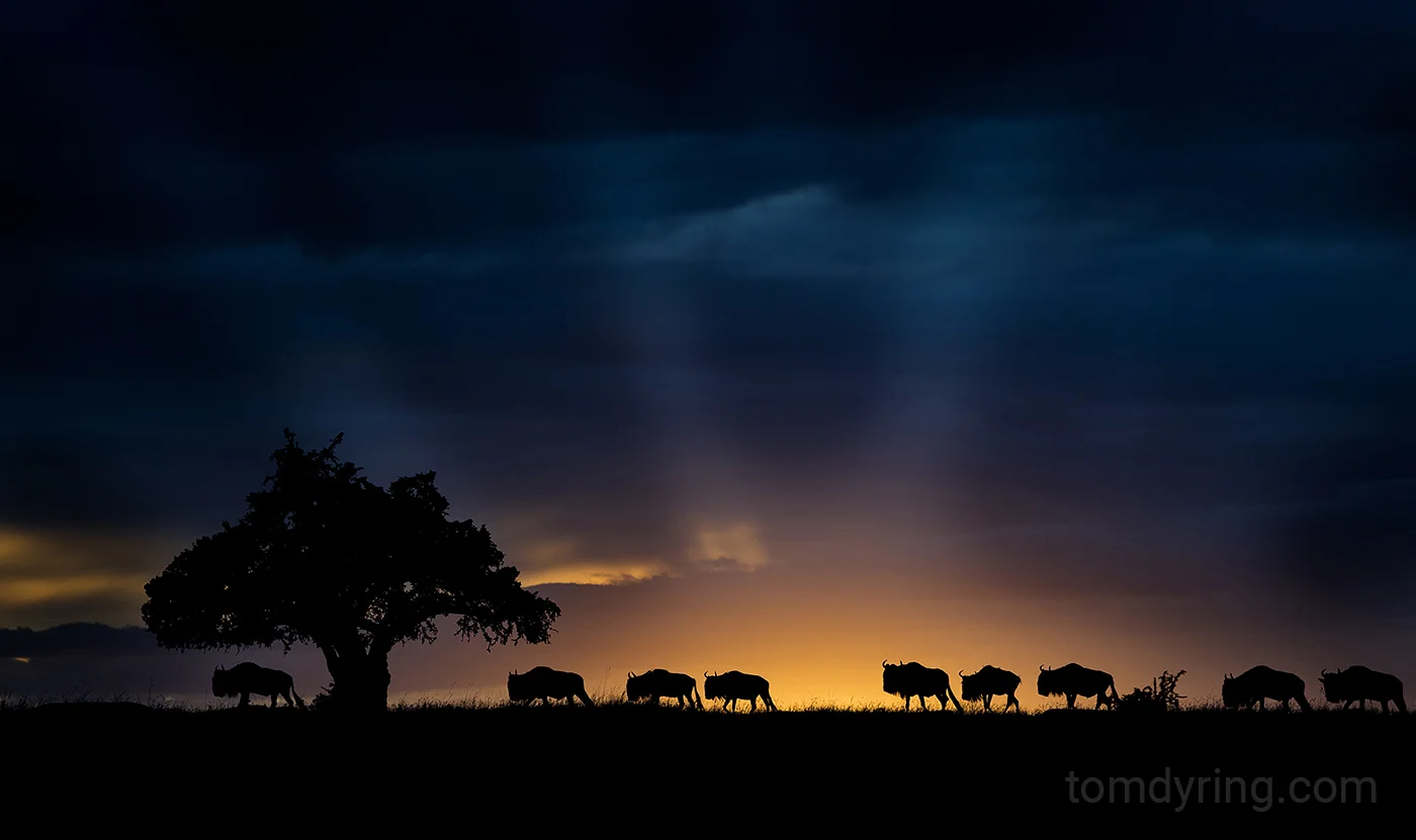 Wildebeest
