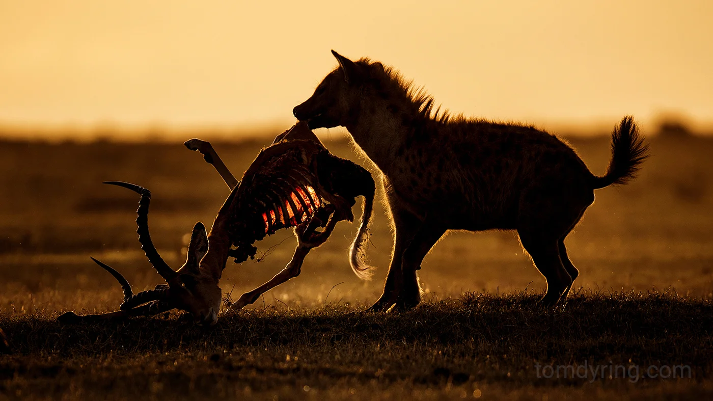 Spotted hyena 9733 A copy.jpg