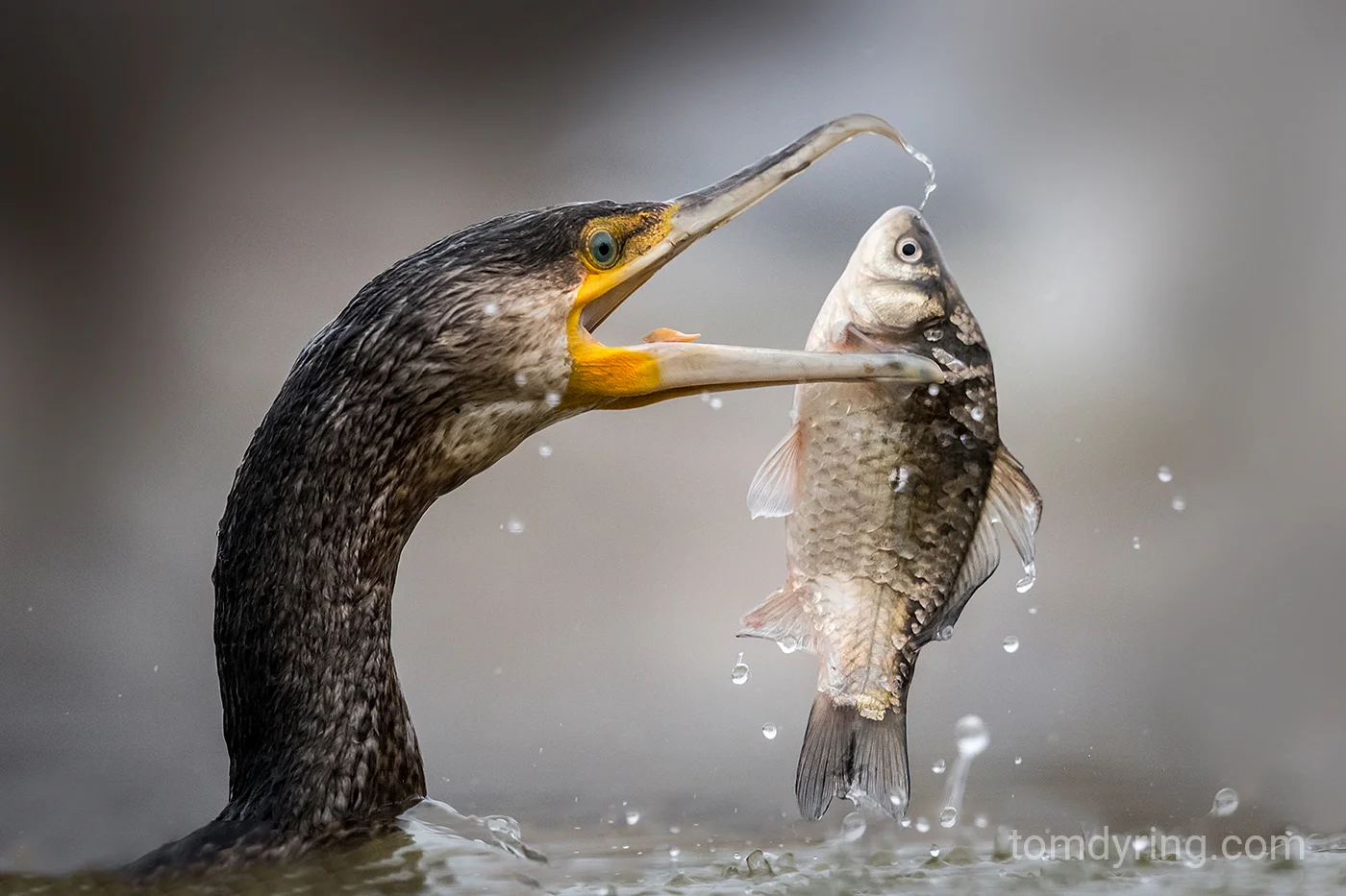Cormorant / Storskarv