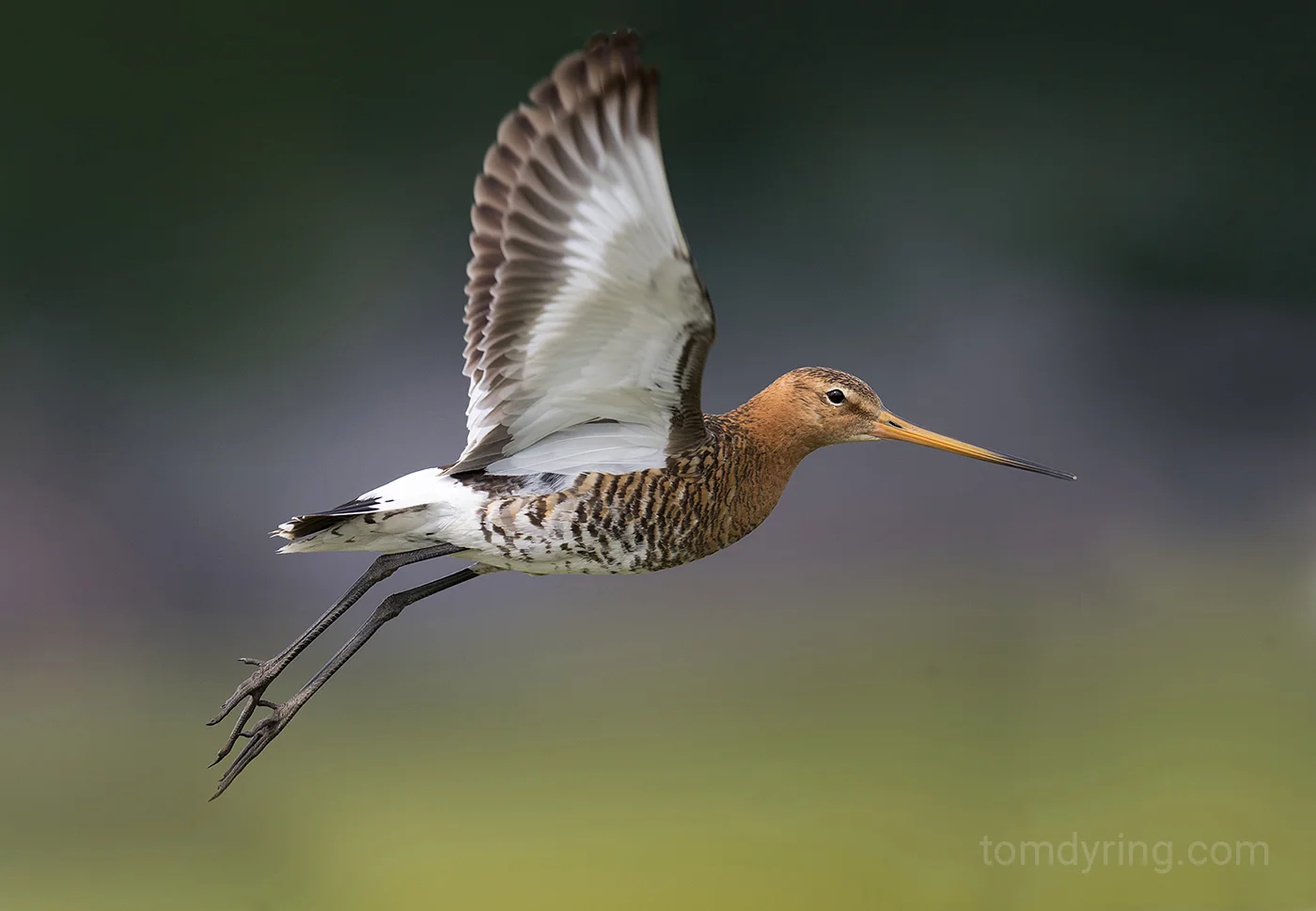 Godwit / Svarthalespove