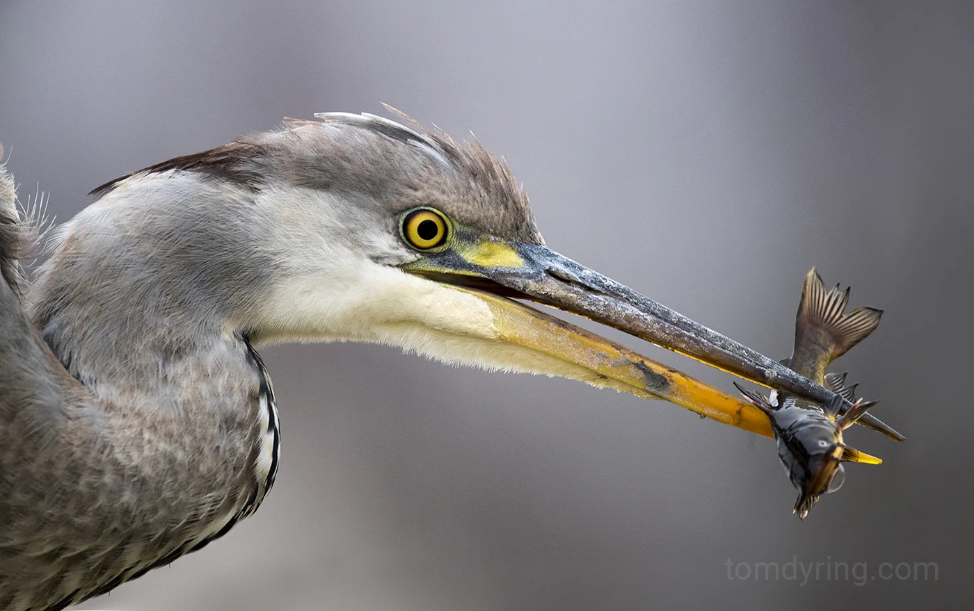 Grey heron / Gråhegre