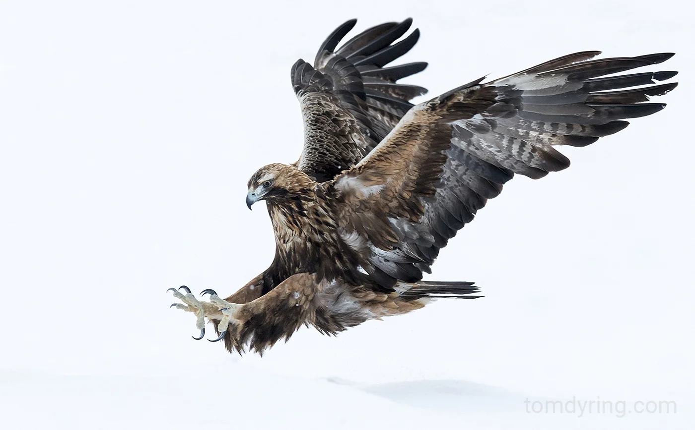 Golden eagle / Kongeørn
