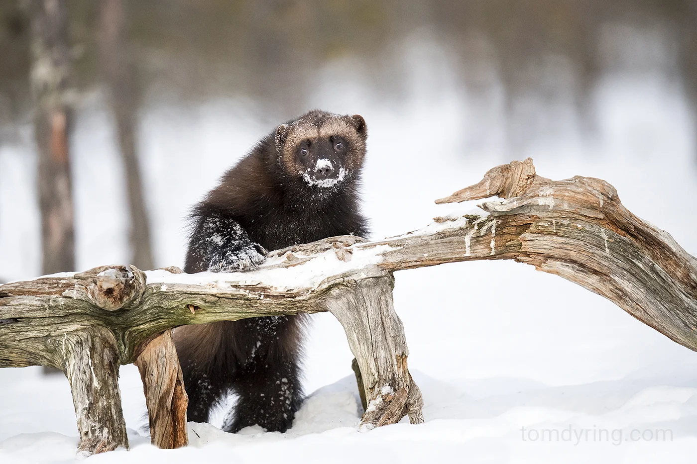 Nordic Mammals Tom Dyring Wildlife Photo Nn