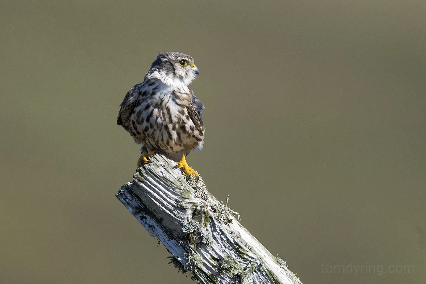 Merlin / Dvergfalk