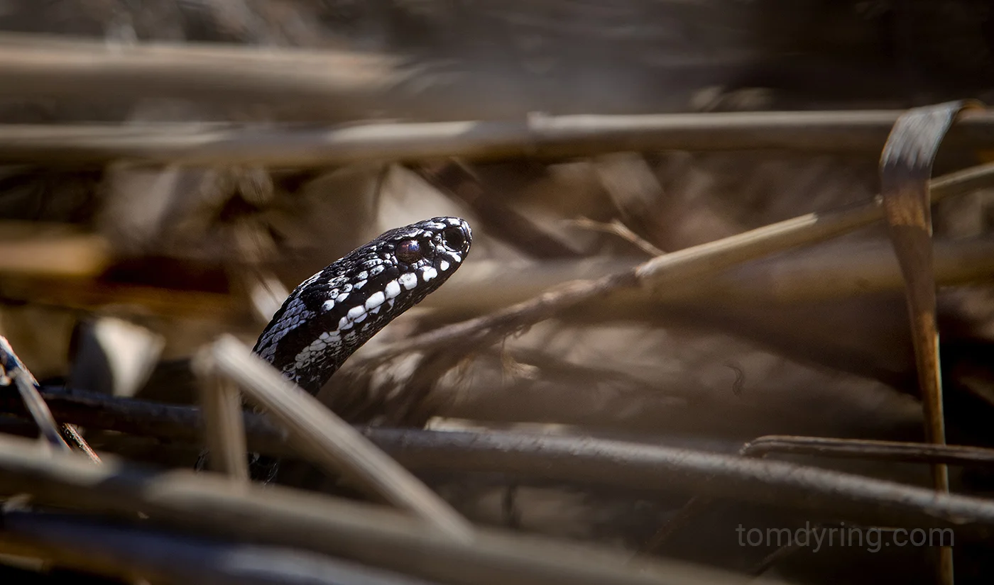 Adder / Huggorm