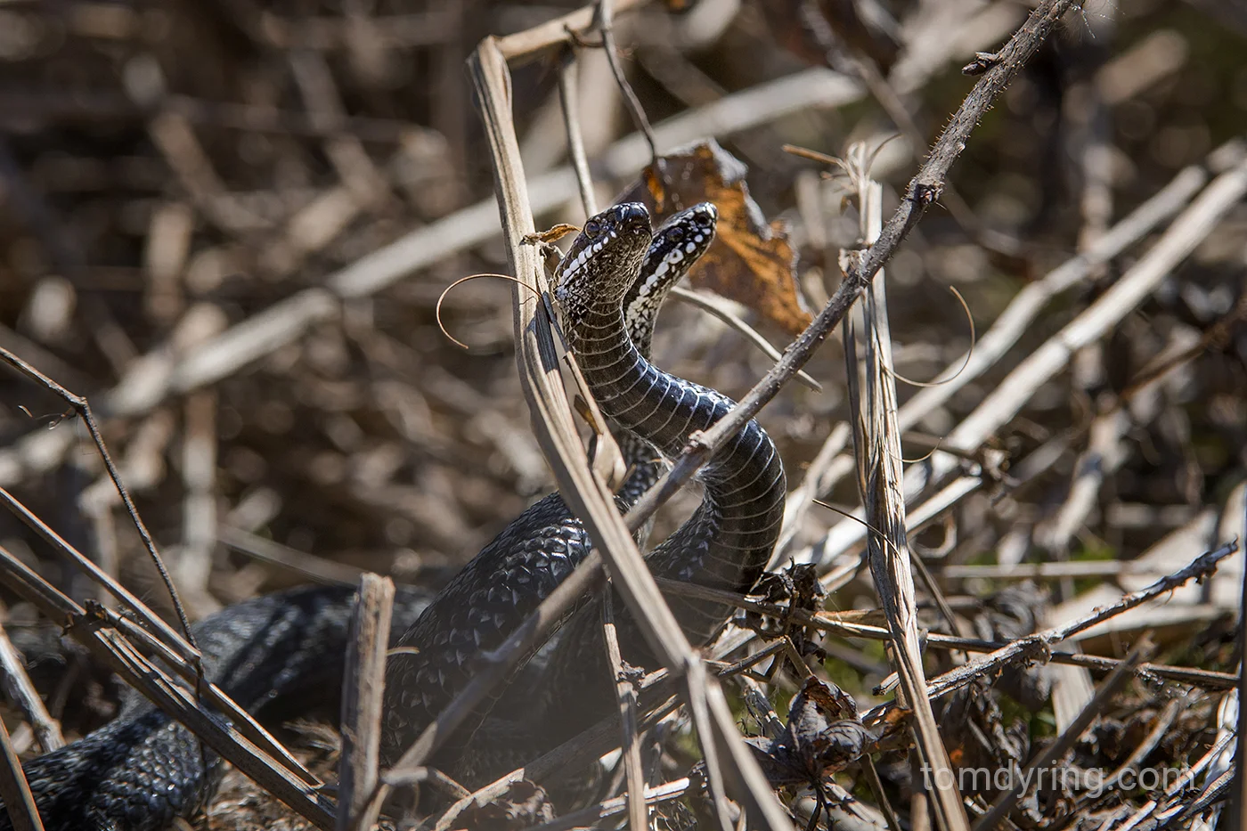 Adder / Huggorm