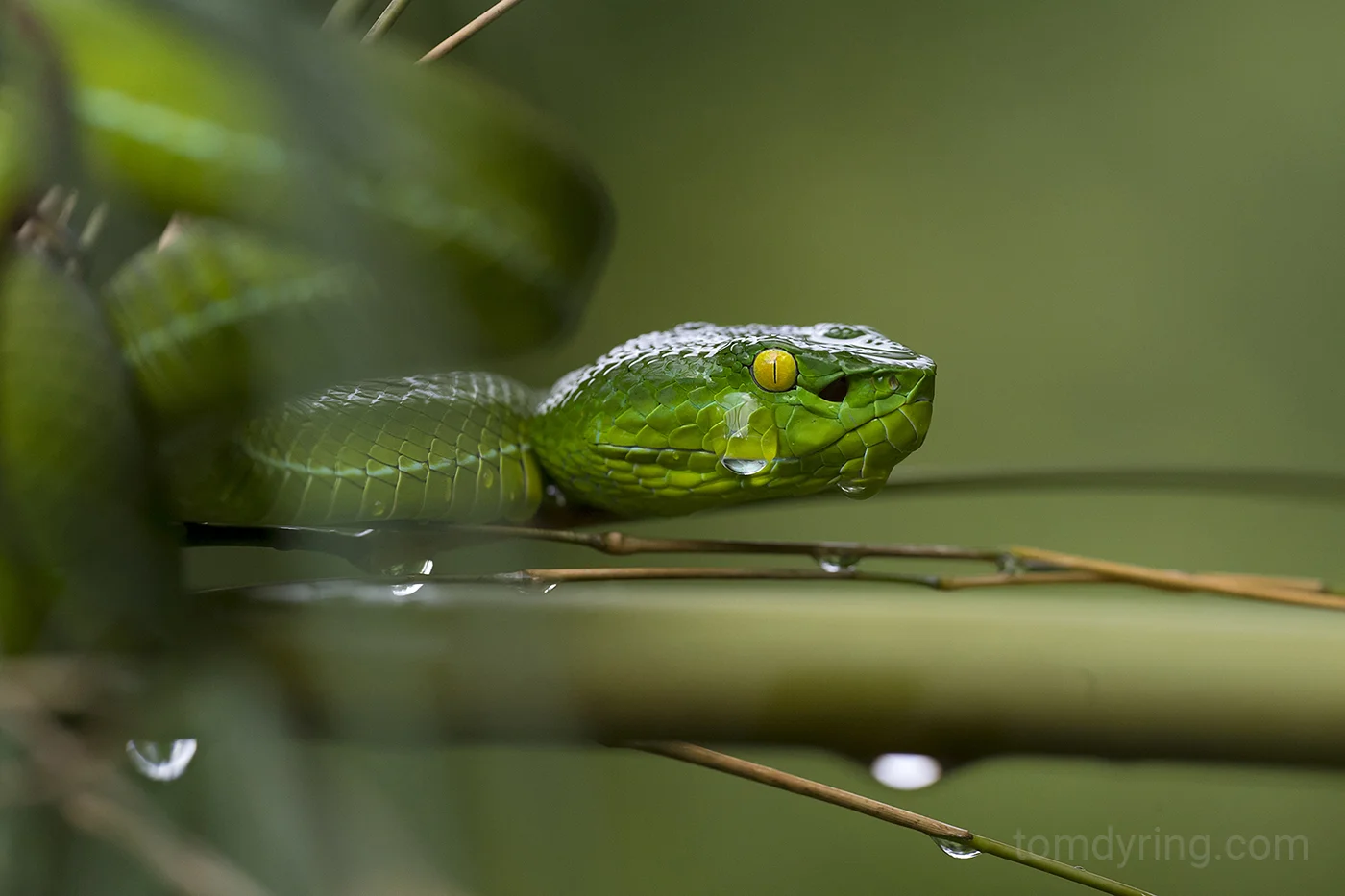 Gumprechts pit viper female