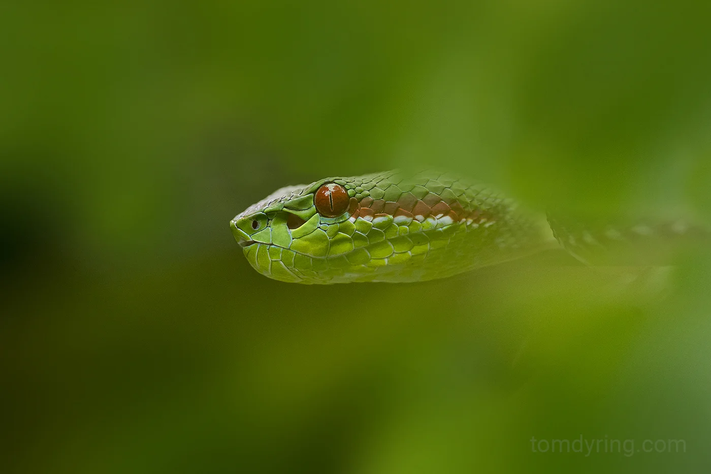 Popes pit viper male