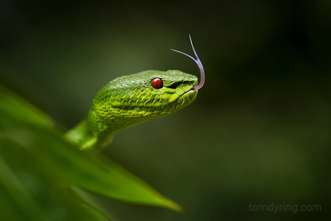 Popes pit viper female