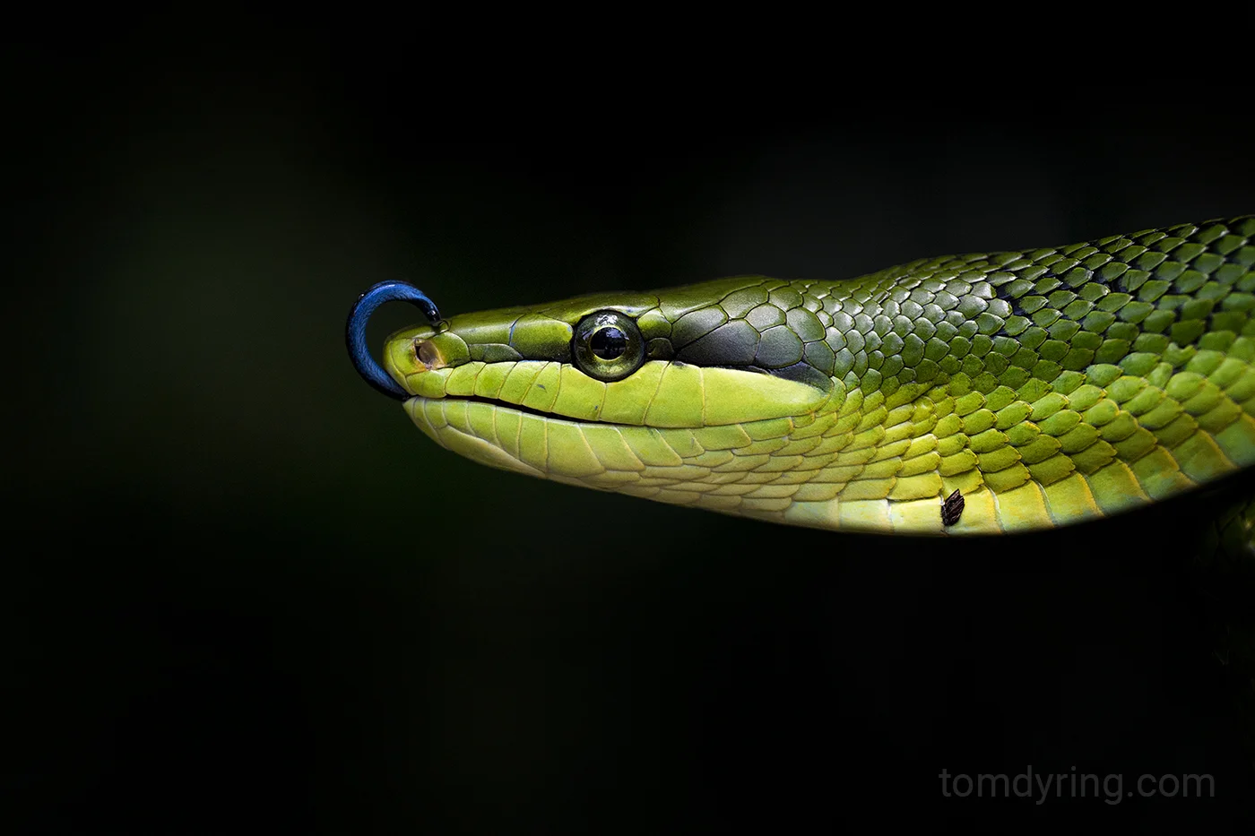 Red tailed racer