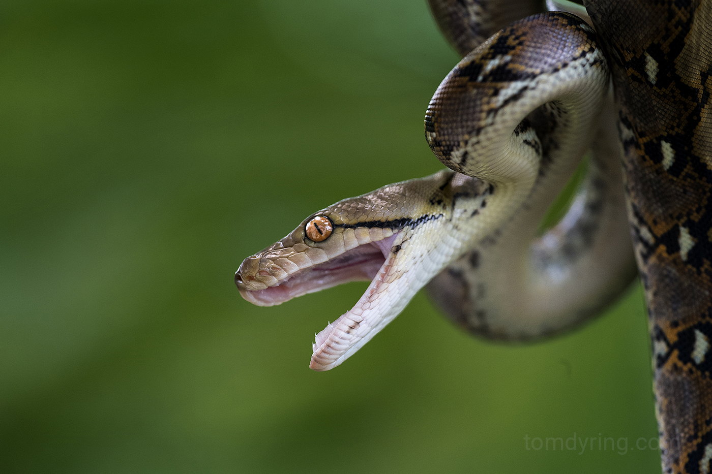 Reticulated python