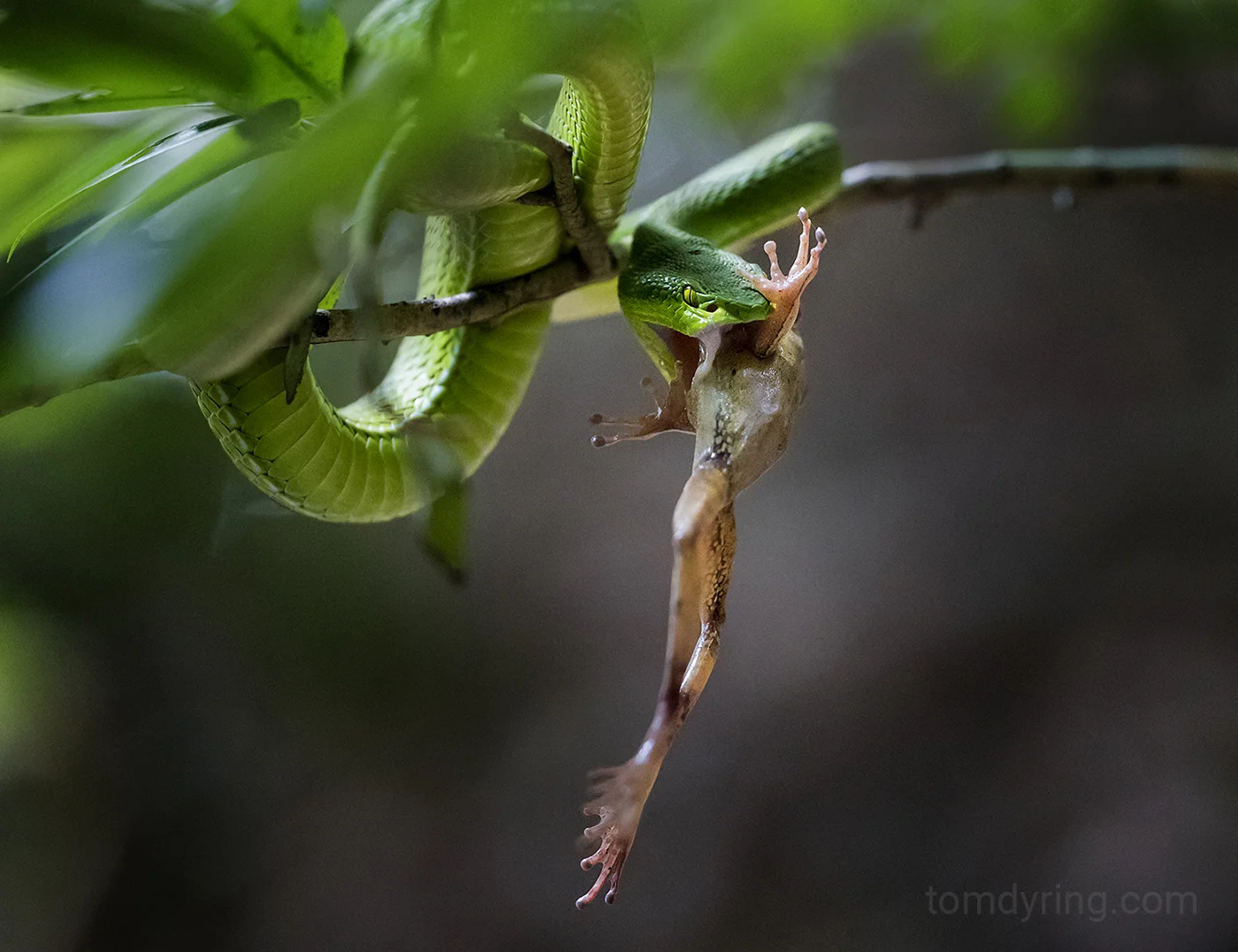 Whitelipped pit viper
