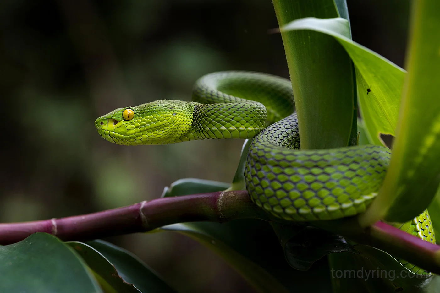 Whitelipped pit viper