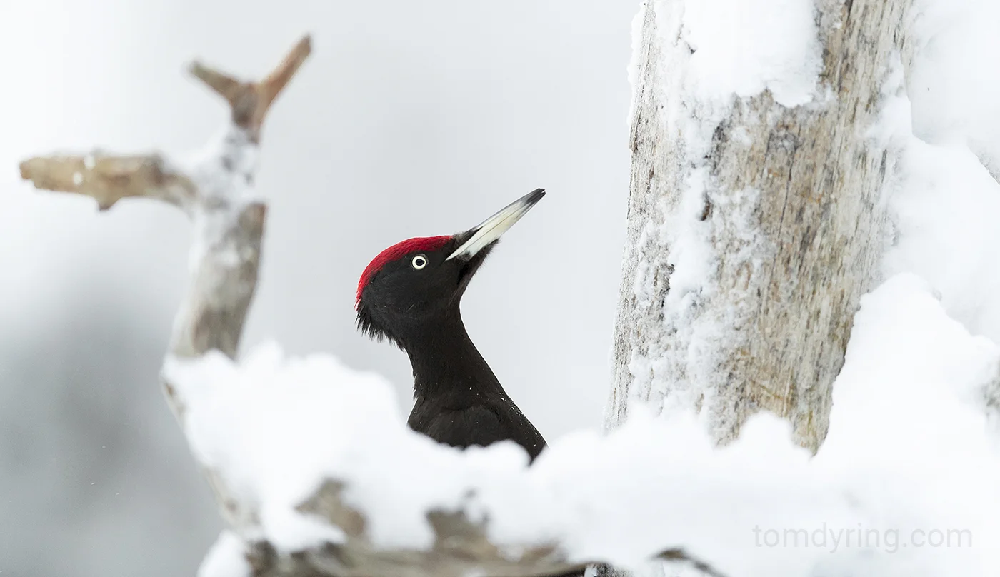 Black woodpecker / Svartspett