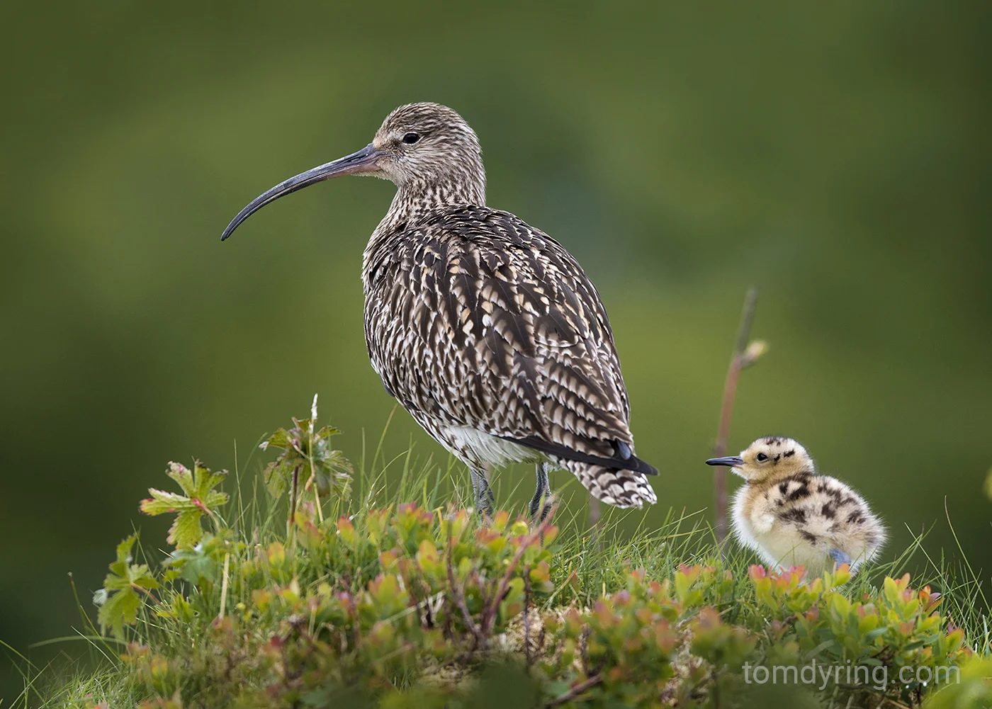 Curlew / Storspove
