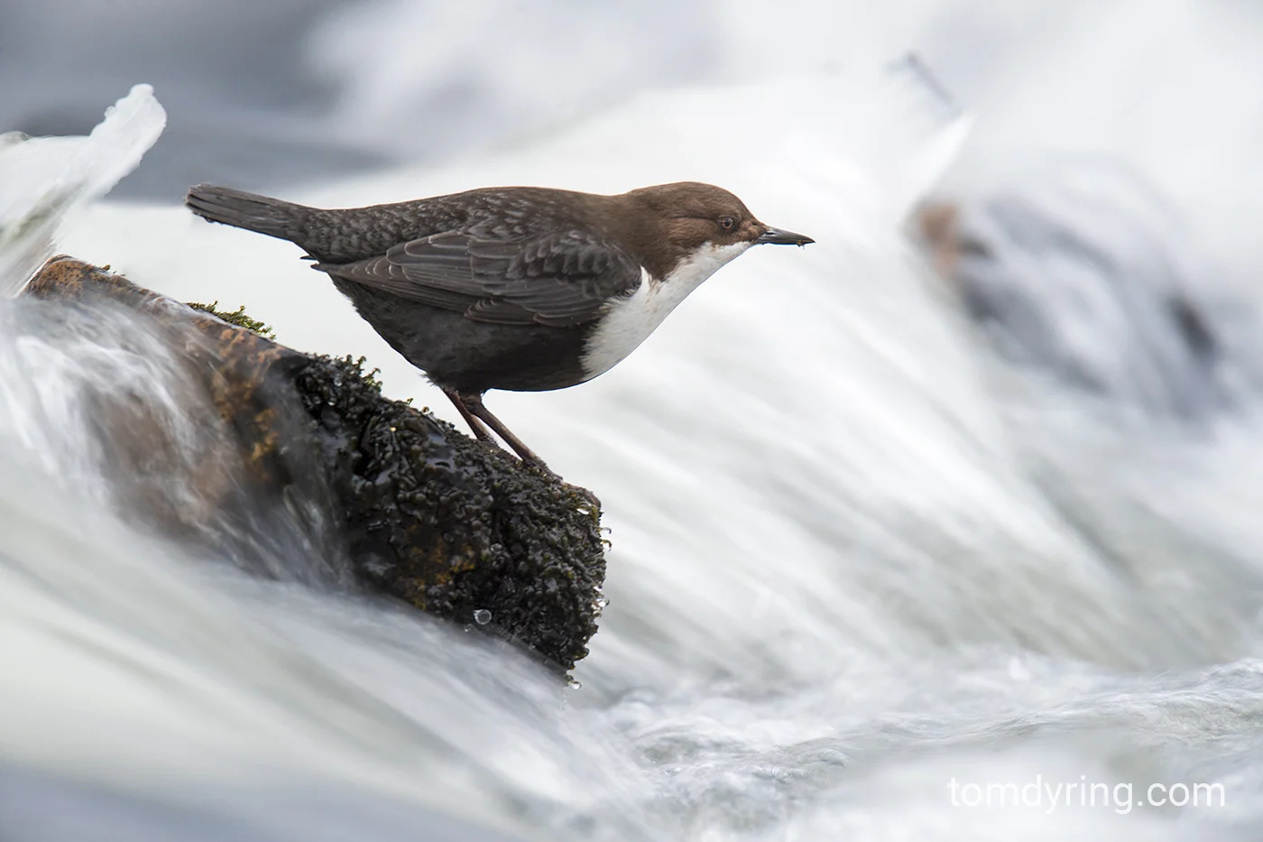 Dipper / Fossekall