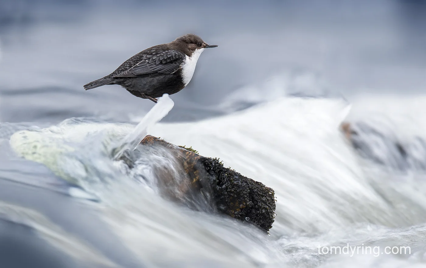 Dipper / Fossekall