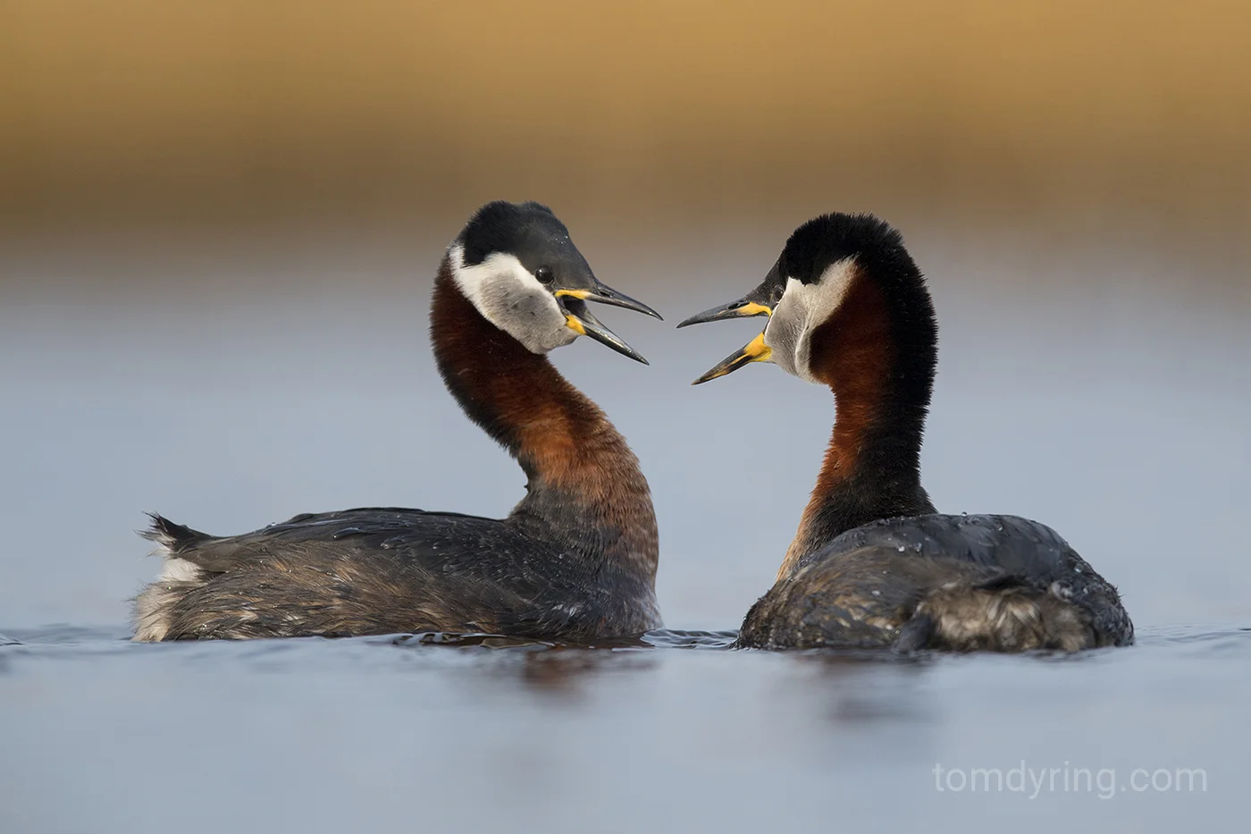Rednecked grebe / Gråstrupedykker