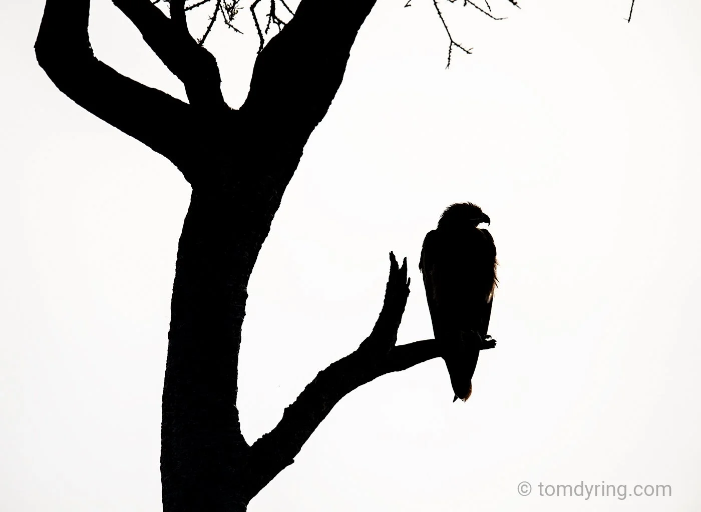 Tawny Eagle