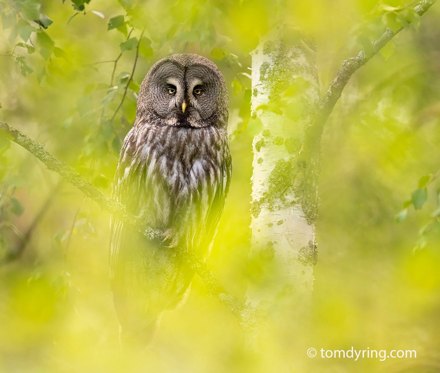 Great Grey Owl / Lappugle