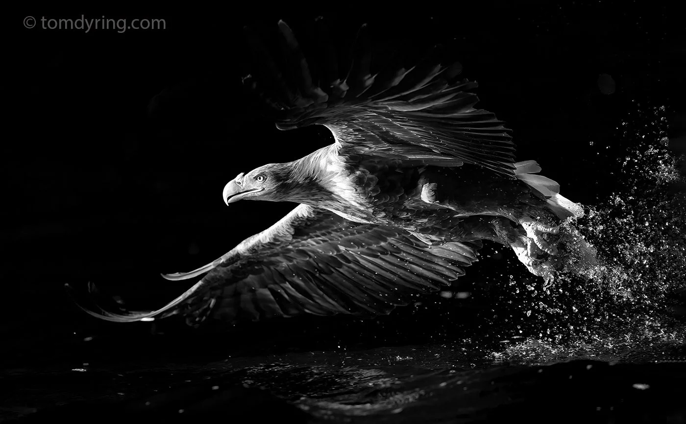 Whitetailed Eagle / Havørn