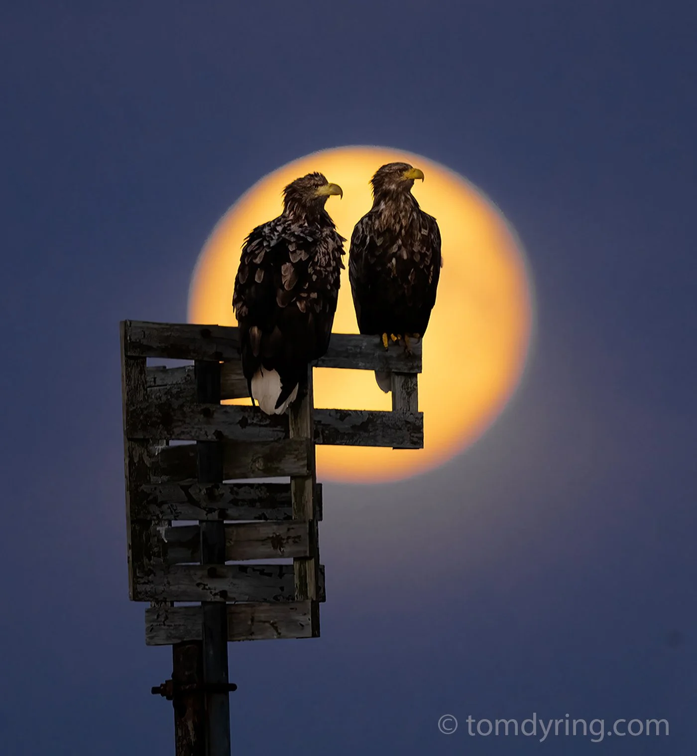 Whitetailed Eagle / Havørn