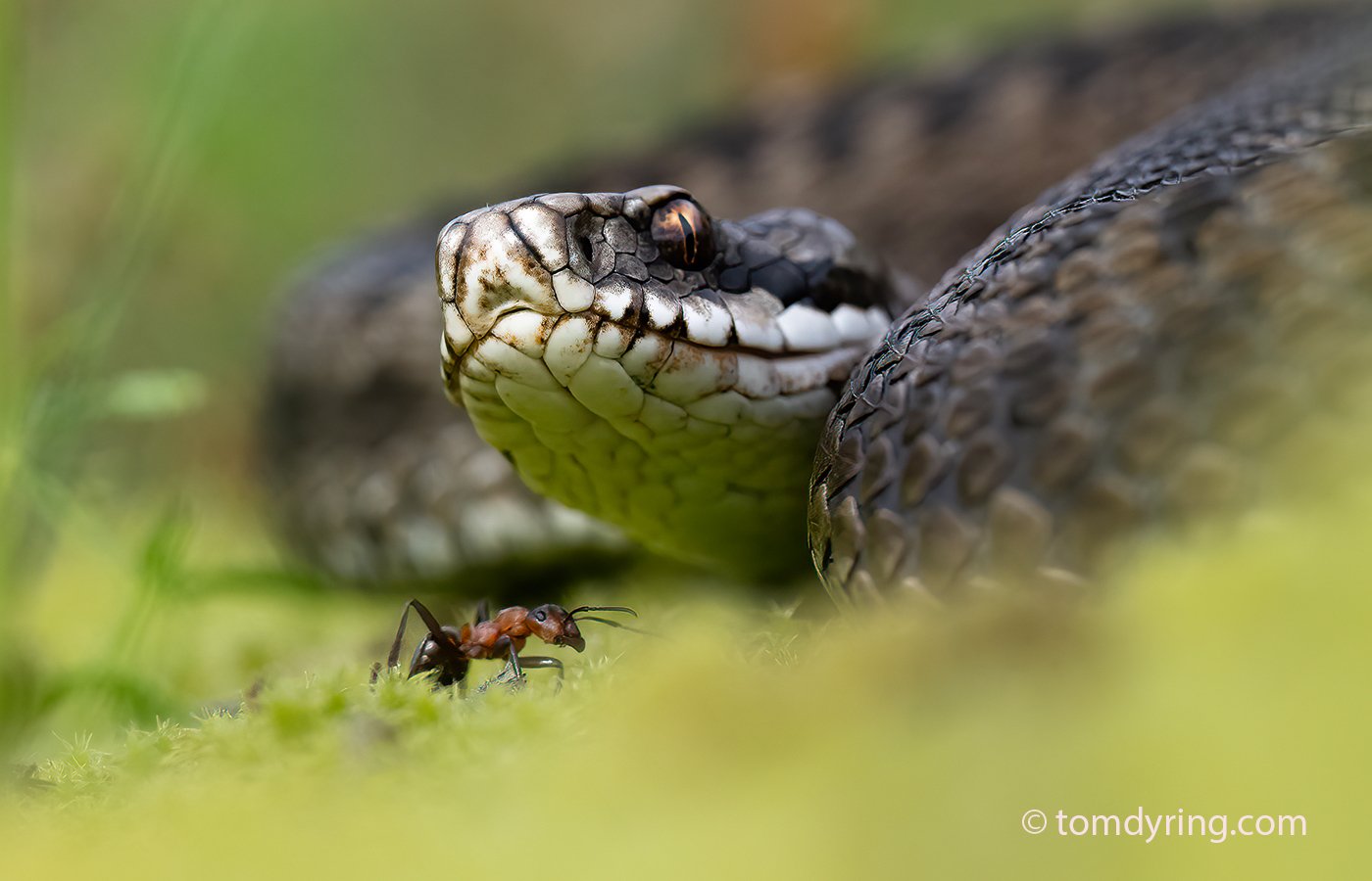 Adder / Huggorm