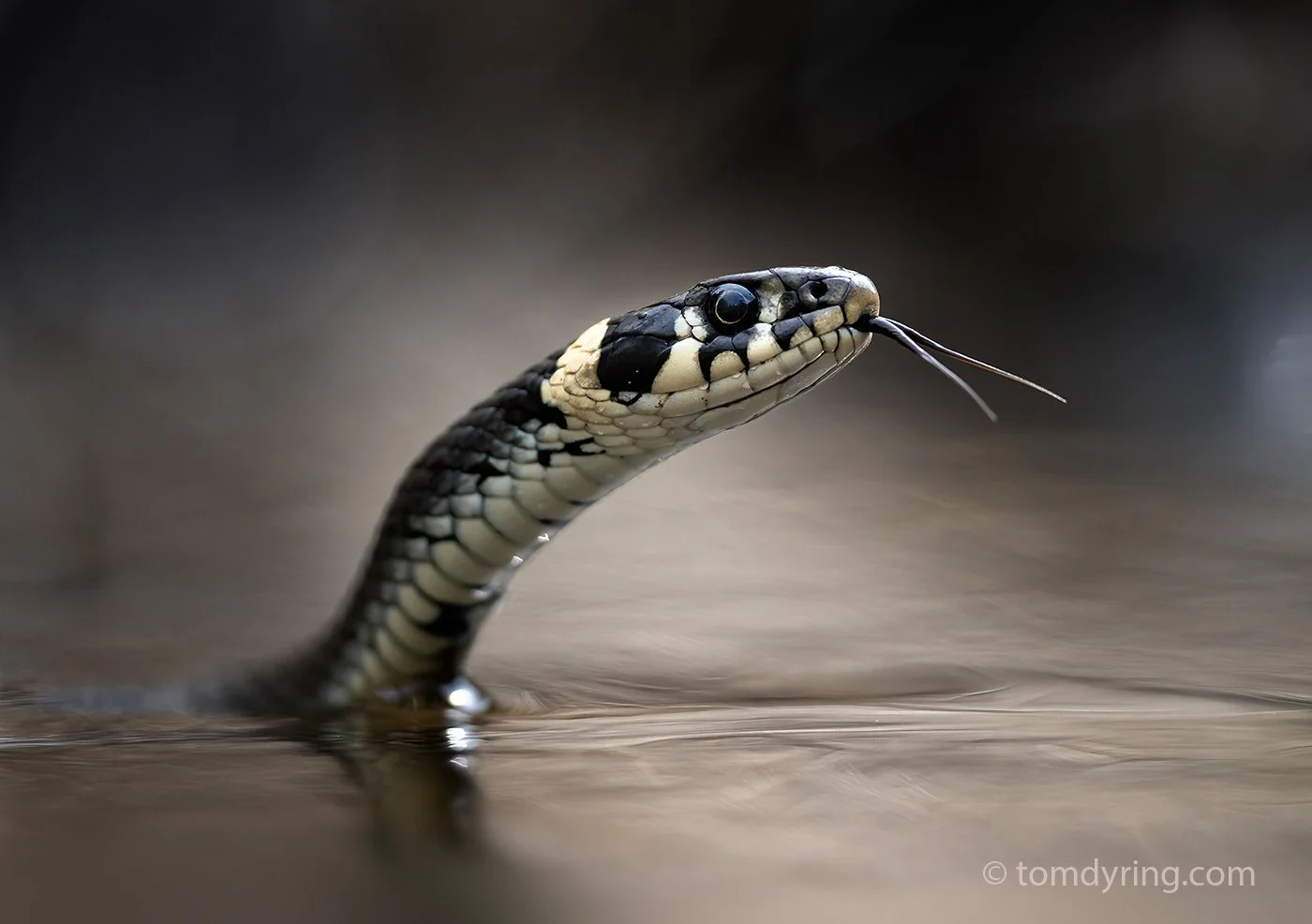 Grass Snake / Buorm