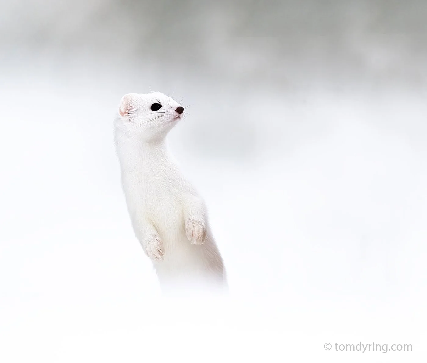 Stoat / Røyskatt