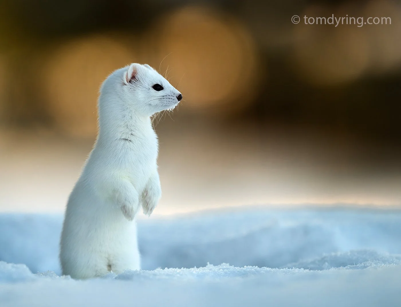 Stoat / Røyskatt