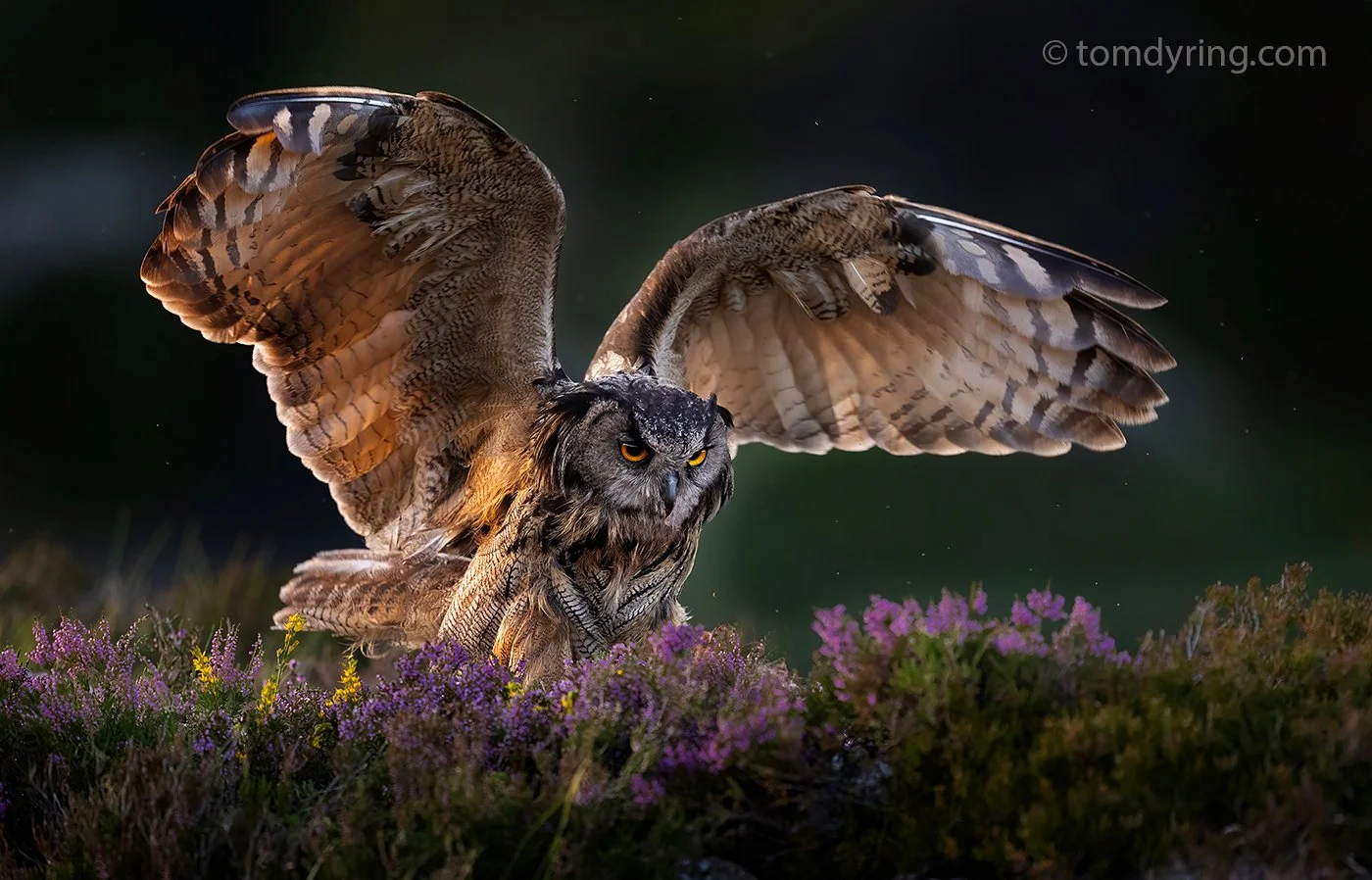 Eagle Owl / Hubro