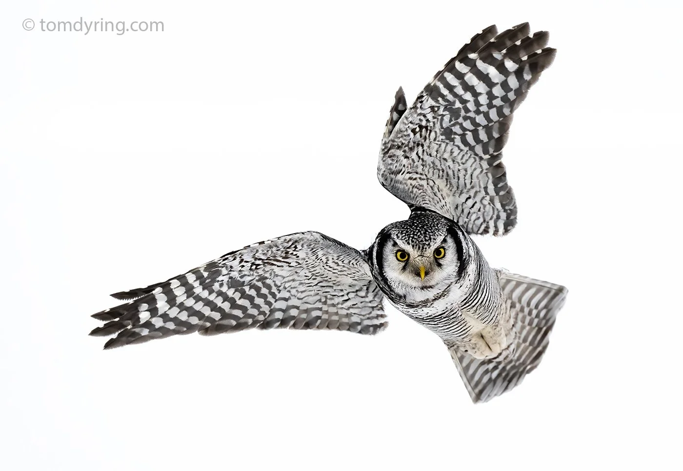 Hawk Owl / Haukugle
