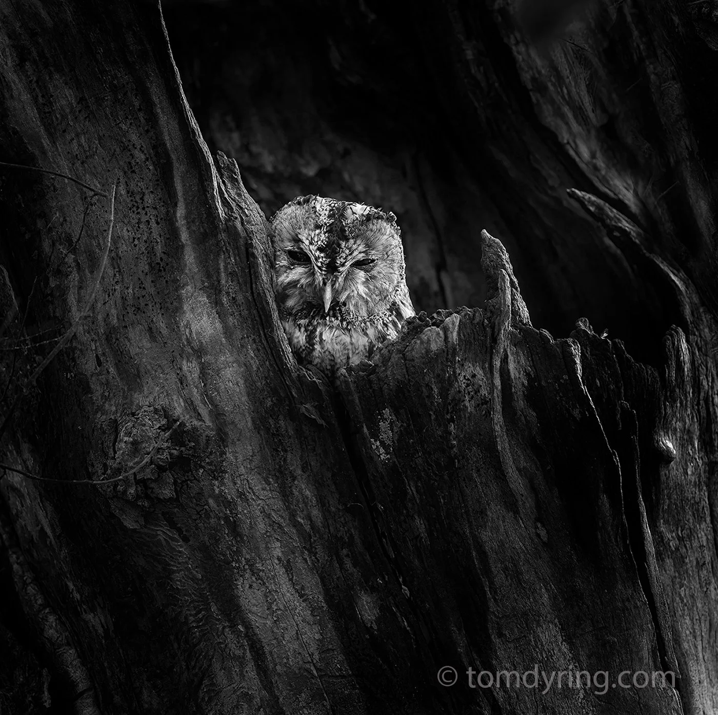 Tawny Owl / Kattugle