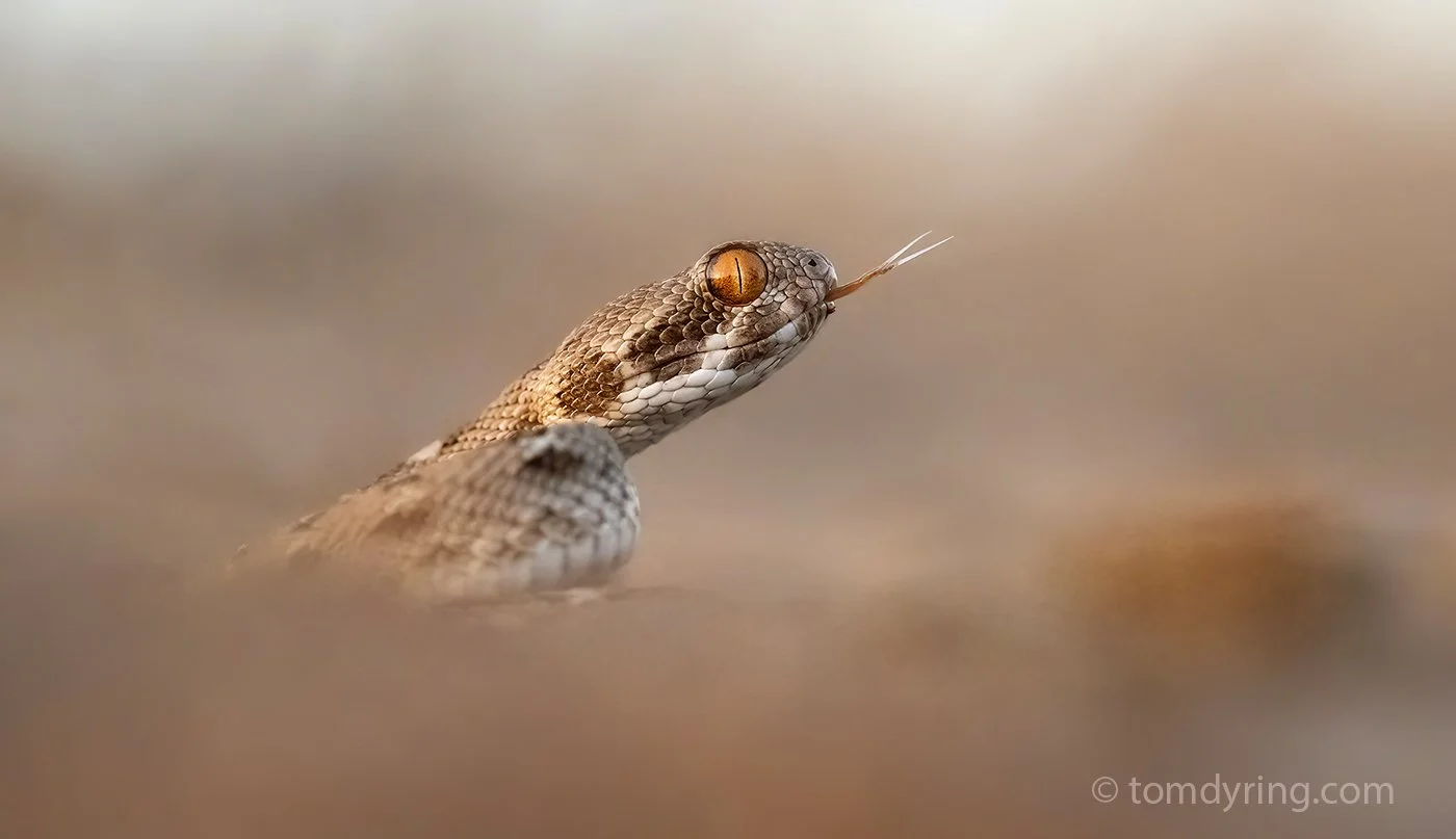 Soukureki`s Sawscaled Viper