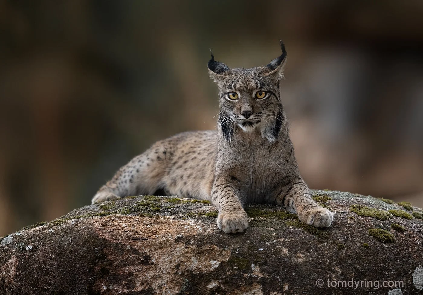 Iberian Lynx / Pantergaupe