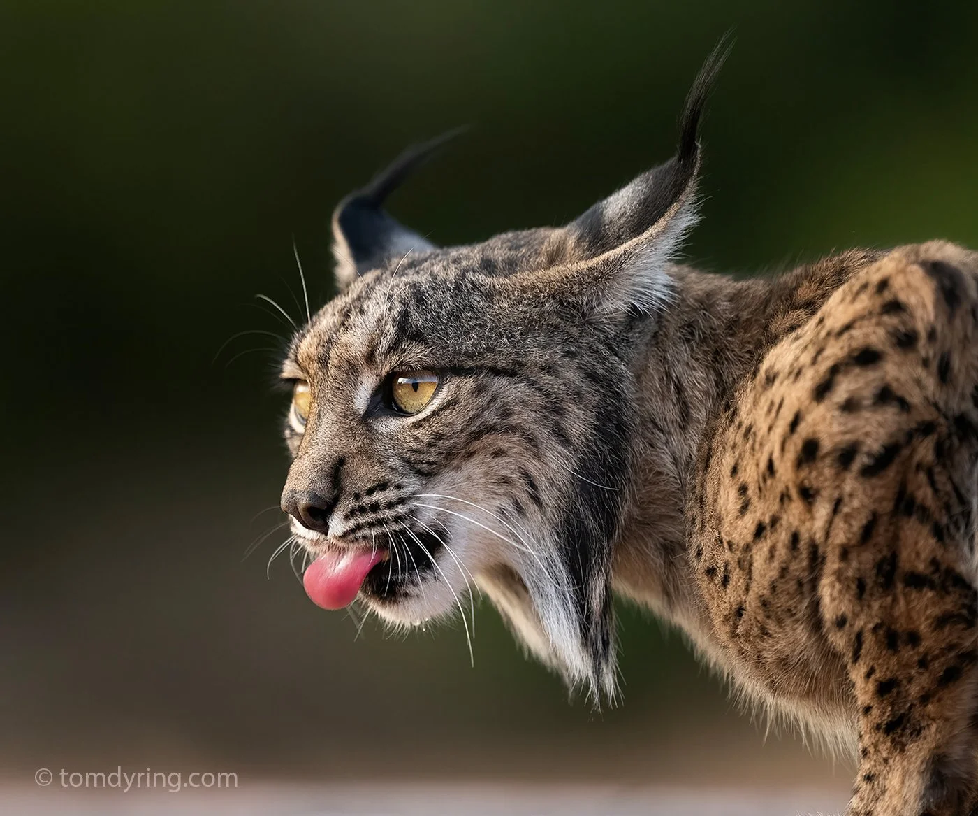 Iberian Lynx / Pantergaupe